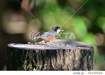 ヤマガラ ヤマガラ 70135626