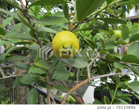 熟したトロピカルフルーツヒメグァバの実 熟したトロピカルフルーツヒメグァバの実 70135666