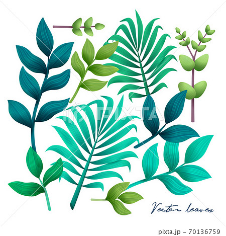 Tropical leaves set. Elements on the white background. Vector illustration. Tropical leaves set. Elements on the white background. Vector illustration. 70136759