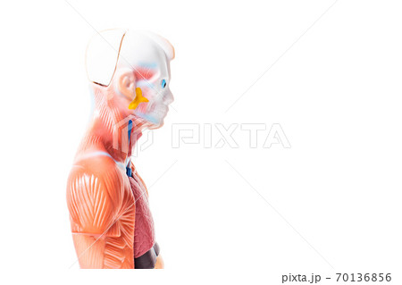 Human training model on a white background, muscular skeleton. Copy space for text 70136856