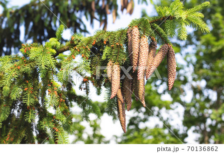 Beautiful spruce branch with large oblong cones in the sun. Conifer in nature, european spruce 70136862