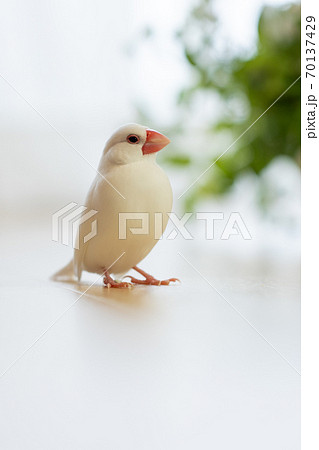 可愛い白い小鳥 白文鳥 の写真素材
