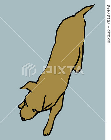 歩いている犬を上から見た手描きイラストのイラスト素材