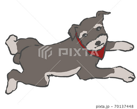 赤いタイを付けた小型犬が伏せをしている手描きイラスト 白バック のイラスト素材