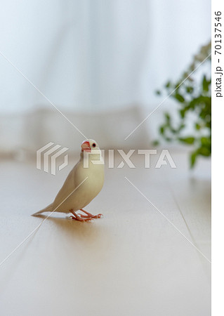 可愛い白い小鳥（白文鳥） 70137546