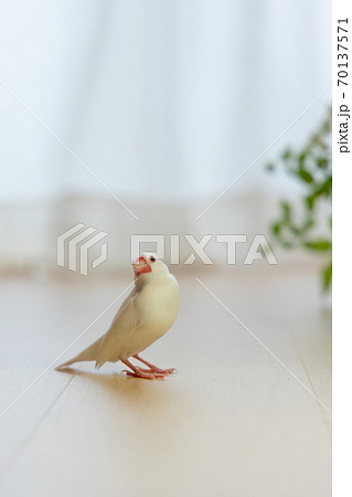 可愛い白い小鳥 白文鳥 の写真素材