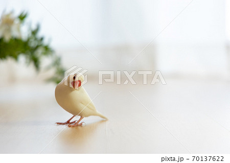 白い可愛い小鳥 白文鳥 の写真素材