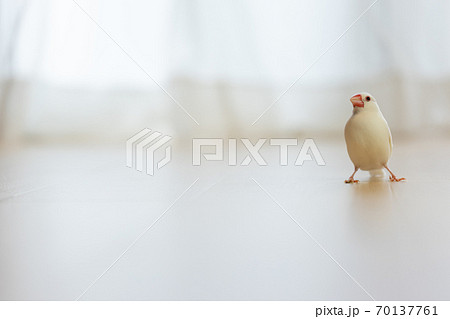 可愛い白い小鳥（白文鳥） 70137761