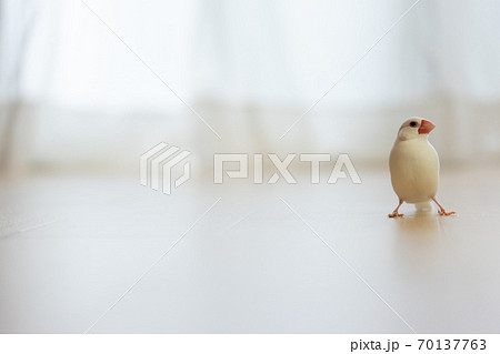可愛い白い小鳥(白文鳥) 可愛い白い小鳥(白文鳥) 70137763
