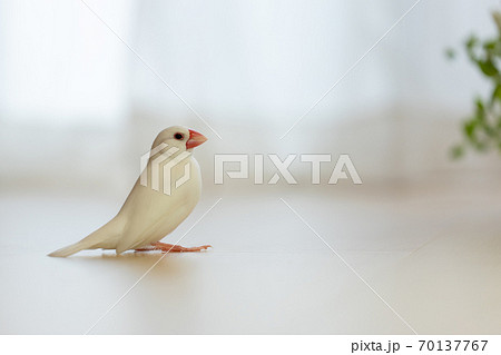可愛い白い小鳥 白文鳥 の写真素材