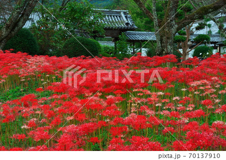 彼岸花満開の世尊寺（比曽寺跡）中門とともに　奈良県大淀町 70137910