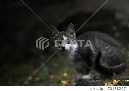 Grey and white kitten with yellow eyes on dark background 70138297