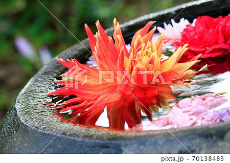 水に浮かぶ炎のような赤いダリアの花の写真素材