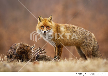 Red fox looking to the camera on meadow in autumn. 70138538