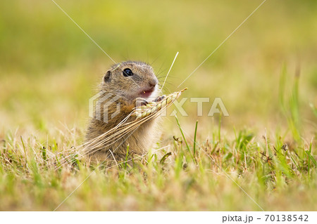 European ground squirrel feeding with grain on a meadow in summer. 70138542