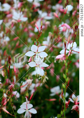 ガウラ 花 植物の写真素材