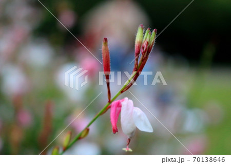 ガウラ 花 植物 70138646