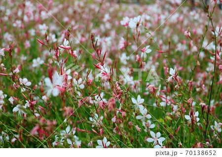 ガウラ 花 植物の写真素材