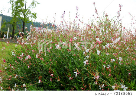 ガウラ 花 植物 70138665