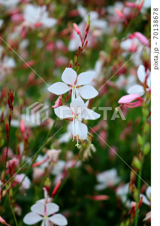 ガウラ 花 植物の写真素材