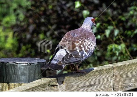 Columba guinea known as speckled pigeon or African rock pigeon 70138801