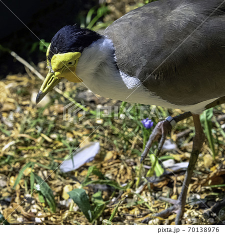 Vanellus miles known as masked lapwing, masked or spur-winged plover Vanellus miles known as masked lapwing, masked or spur-winged plover 70138976