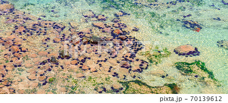 Tropical sea urchin on sand sea bottom. Coral reef life. Wide photo. 70139612