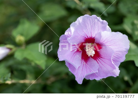 Pink Hibiscus with Green leaves Pink Hibiscus with Green leaves 70139777