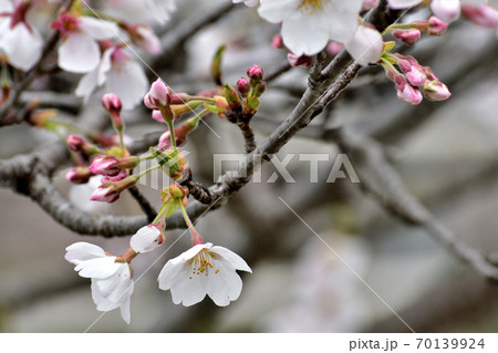 ソメイヨシノ 白い花とピンクのつぼみアップの写真素材