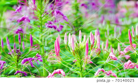 pink flower spike and green leaves pink flower spike and green leaves 70140025