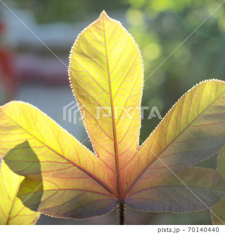 leaves in blurred background leaves in blurred background 70140440