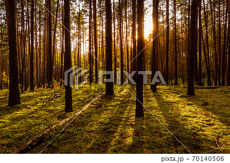 Sunset or sunrise in the autumn pine forest. Sunbeams between tree trunks. 70140506