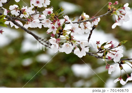 ソメイヨシノ 白い花とピンクのつぼみアップの写真素材