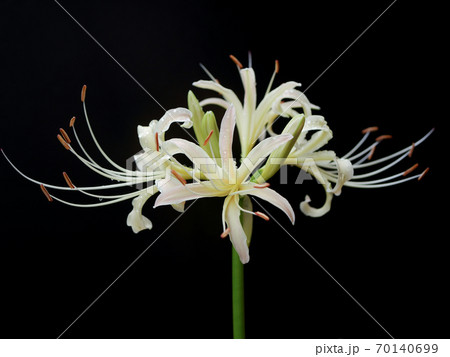 白い彼岸花01 白い彼岸花01 70140699