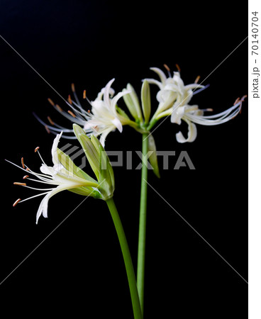 白い彼岸花05 70140704