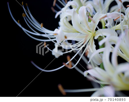 白い彼岸花15 白い彼岸花15 70140893