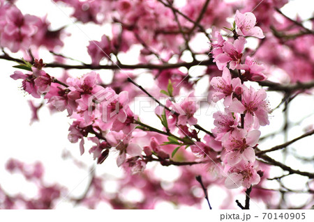 桃の花 ピンクの花アップ 桃の花 ピンクの花アップ 70140905