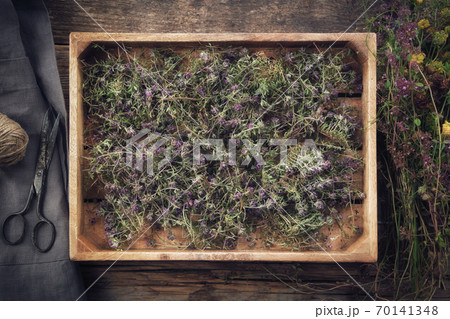 Wooden crate filled with dry healthy thyme flowers, linen apron, scissors and fresh thymus serpyllum plants on wooden table. Alternative medicine. Top view. Flat lay. 70141348