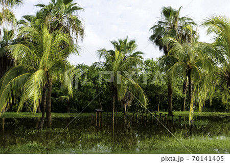 Cuban swamp - Peninsula de Zapata National Park / Zapata Swamp, Cuba Cuban swamp - Peninsula de Zapata National Park / Zapata Swamp, Cuba 70141405