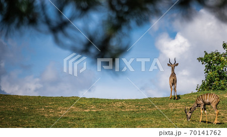 Herd of Antelopes roaming on a grassy hill Herd of Antelopes roaming on a grassy hill 70141762