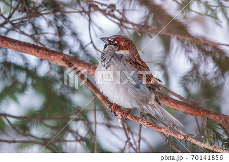 Sparrow sits on a branch without leaves. Sparrow sits on a branch without leaves. 70141856