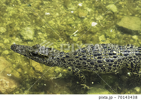 Swimming Cuban crocodile (Crocodylus Rhombifer)  70143438