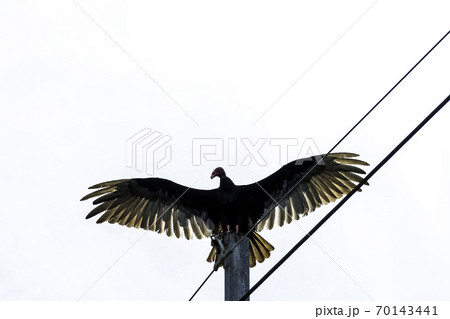 Turkey Vulture (cathartes aura) Turkey Vulture (cathartes aura) 70143441