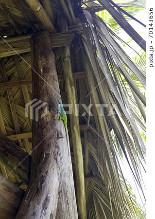 Cuban male lizard Allison's Anole 70143656