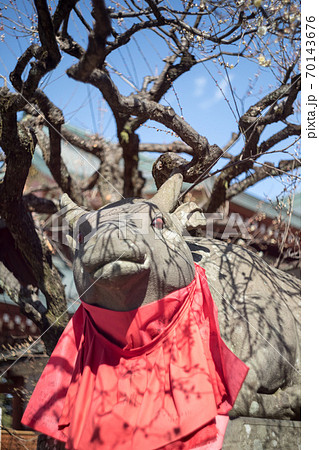 北野天満宮、赤目の牛に白梅の枝影 70143676