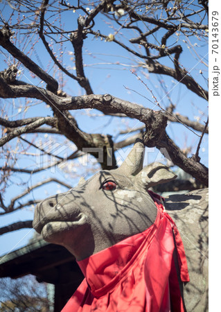 北野天満宮、赤目の牛に白梅の枝影 70143679