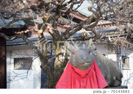 北野天満宮、赤目の牛に白梅の枝影 70143683