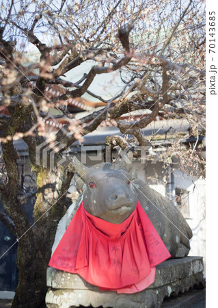 北野天満宮、赤目の牛と咲き始めの白梅 70143685