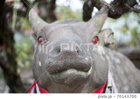 北野天満宮、赤目の牛、鼻面のアップ 70143700