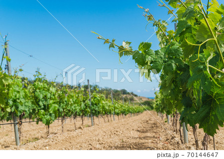Young vineyard plantation Young vineyard plantation 70144647